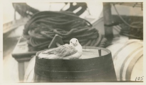 Image of Kittiwake Gull aboard